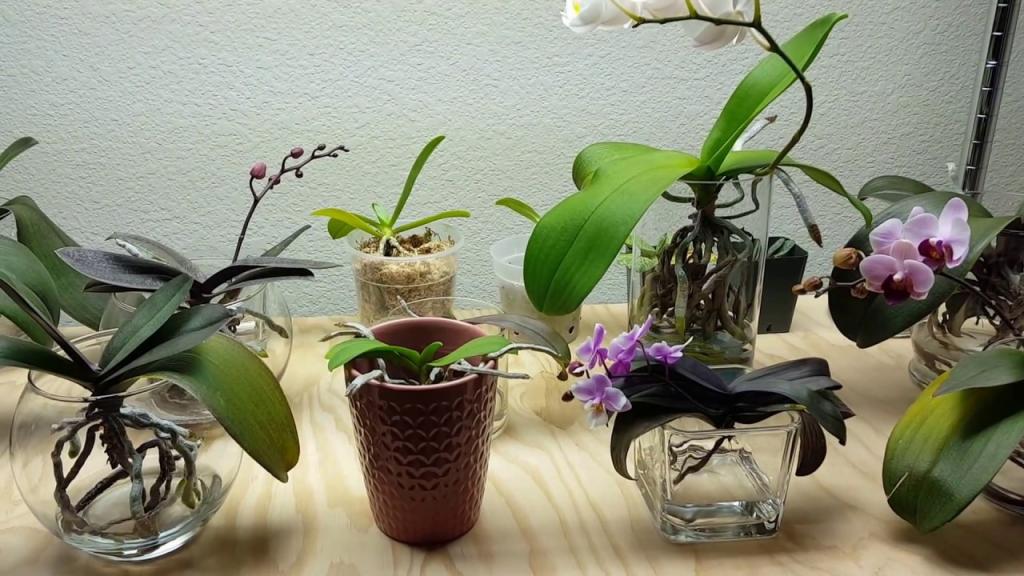 Разведение орхидей в воде инструкция для начинающих цветоводов
