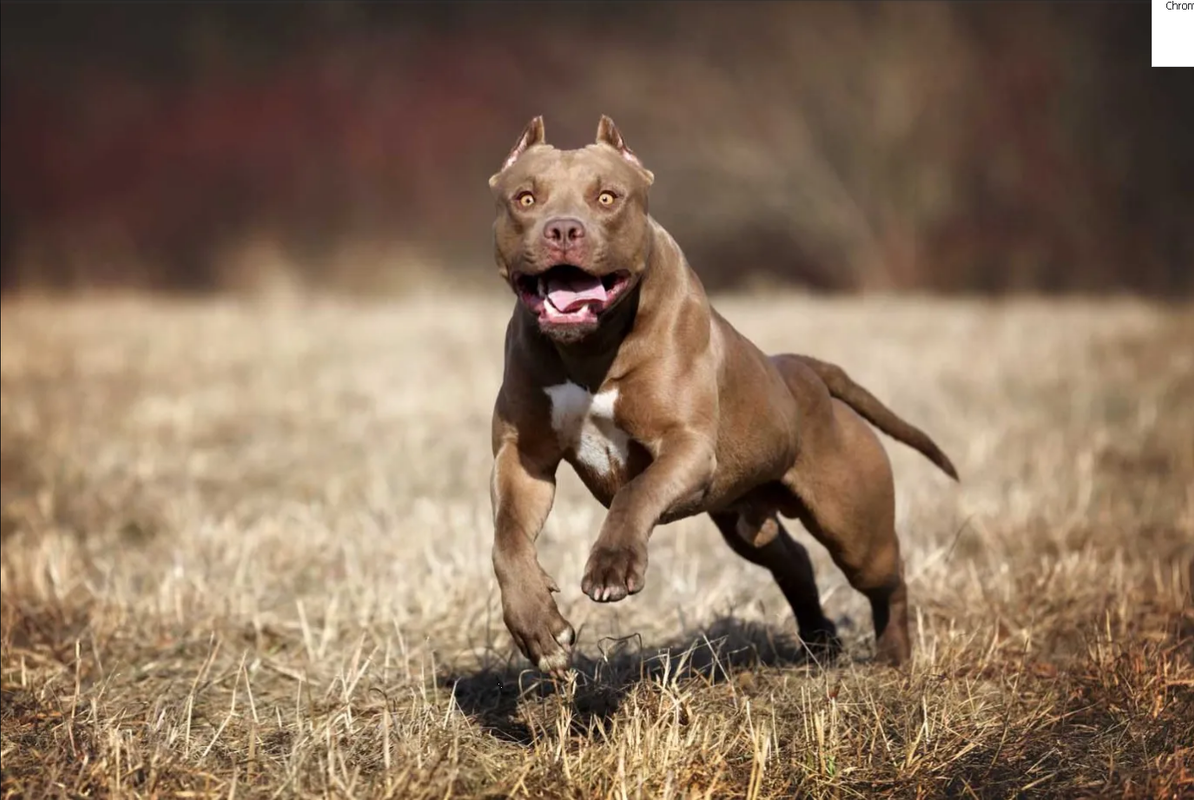 'No volverá a sonreír': Niña atacada por pitbull recibió más de mil puntos en la cara