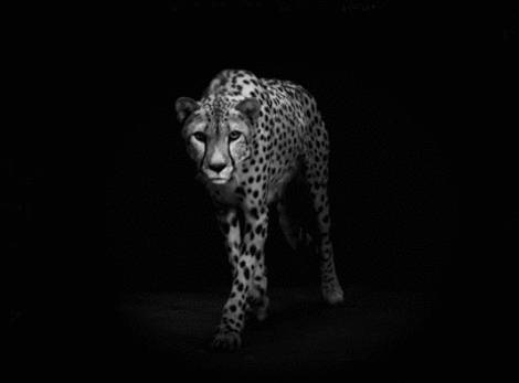 guepard