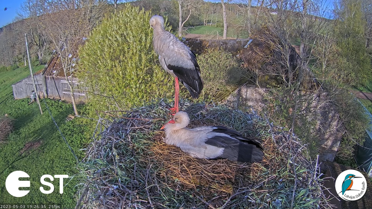 Baltie stārķi (Ciconia ciconia) Tukuma novadā - LDF tiešraide __ White storks in Tukums, Latvia 16-5