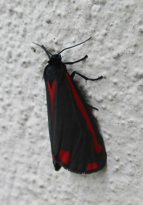 Cinnabar