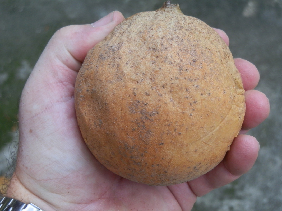 Genipa americana (12)