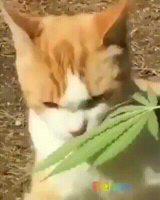 coh.gif