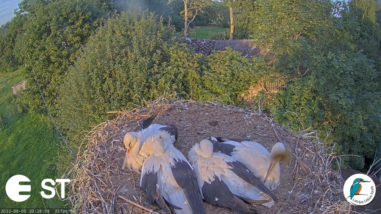 Baltie stārķi (Ciconia ciconia) Tukuma novadā - LDF tiešraide __ White storks in Tukums, Latvia 11-3