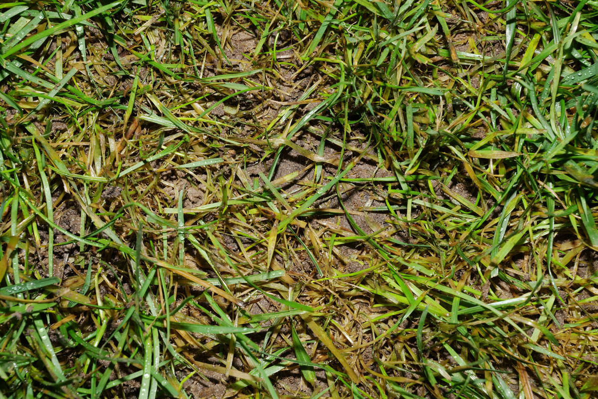 Rasen T13 20211215 Detail2