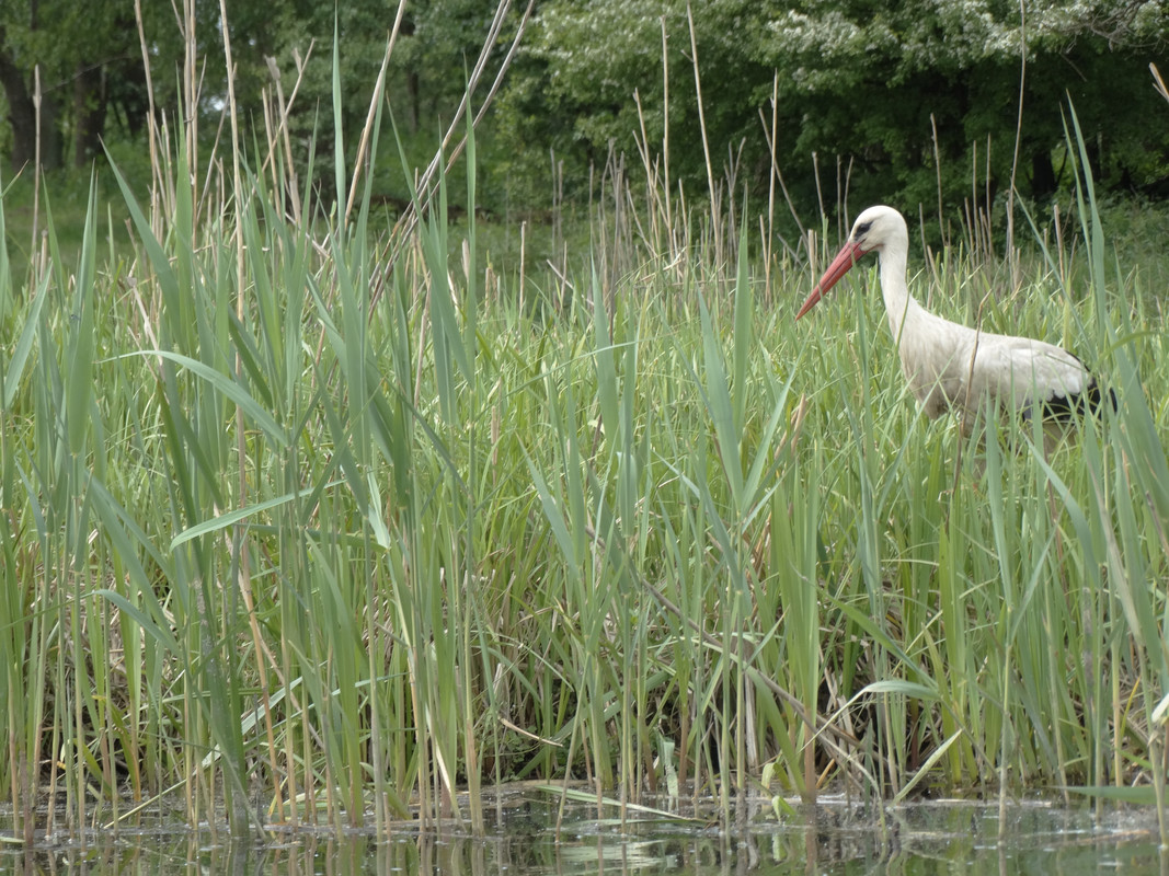 19 - DSC03941 (Czesio1)