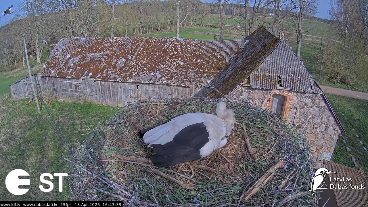 (24) Baltie stārķi (Ciconia ciconia) Tukuma novadā __ White storks in Tukums, Latvia - YouTube - 107
