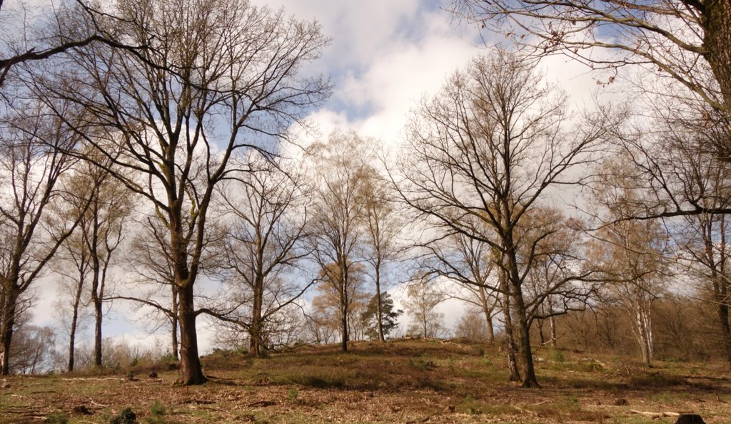 Afbeelding