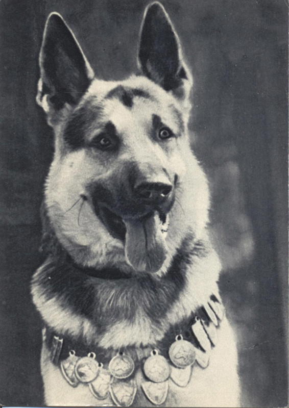 Восточноевропейская овчарка 1969 Планета 10
