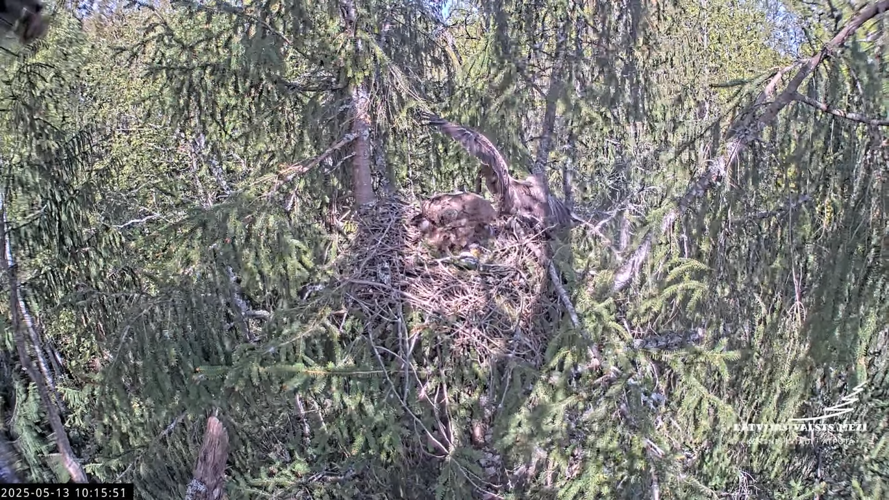 LVM mazais ērglis Lisiņa, egle2 – Lesser Spotted Eagle 13-30-16 screenshot