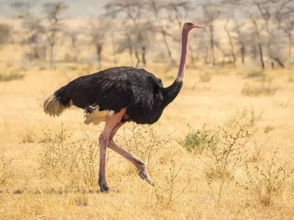 [Image: ostrich-facts-with-pictures-and-video-66...98387.webp]