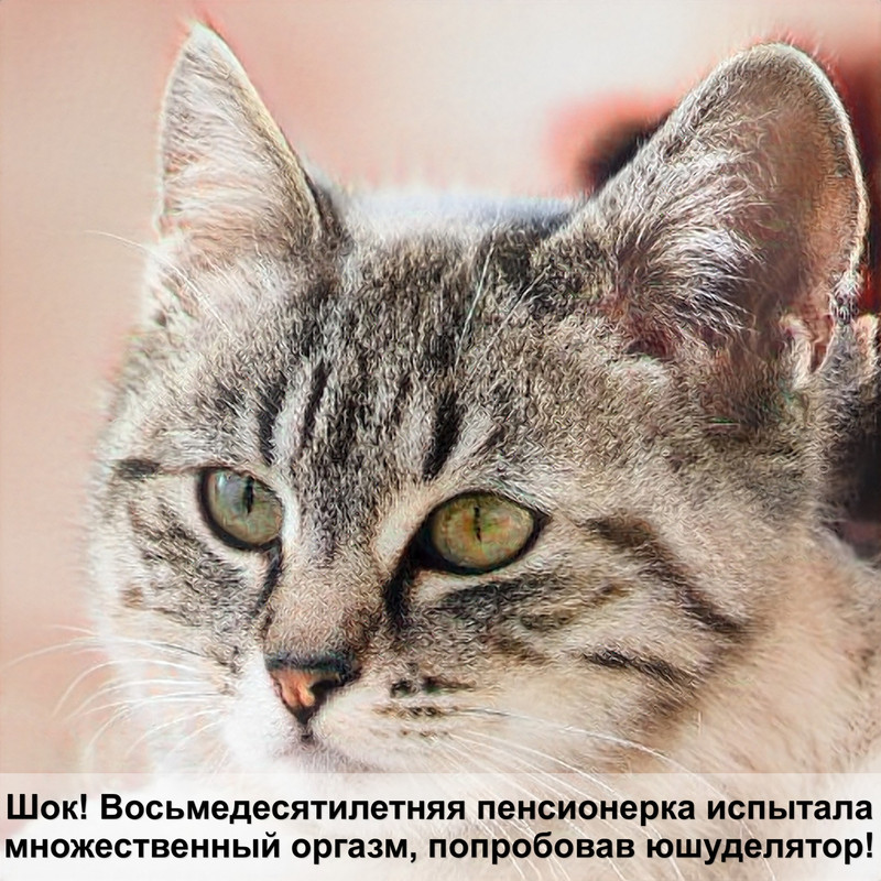 самое эффективное средство от блох для кошек