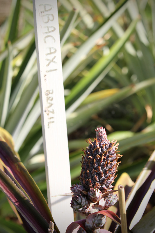 207A5246-2923-4191-99DC-C73E2CE8C9F4_1_201_a