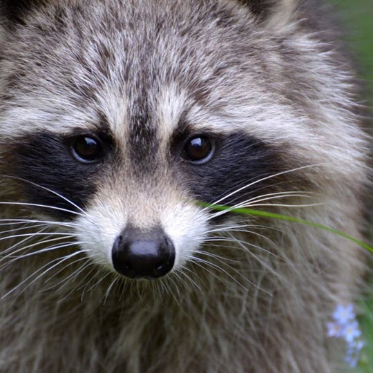Tampa wildlife removal