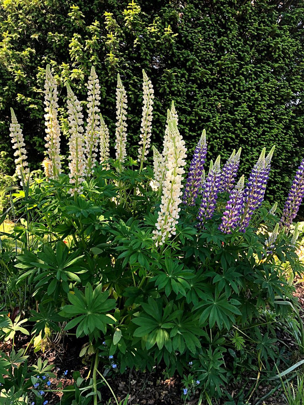 flowers-delphiniums-HD.jpg