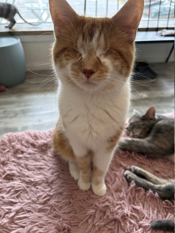 fozzie the cat