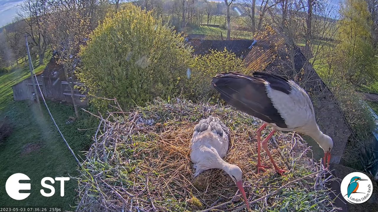 Baltie stārķi (Ciconia ciconia) Tukuma novadā - LDF tiešraide __ White storks in Tukums, Latvia 5-6-