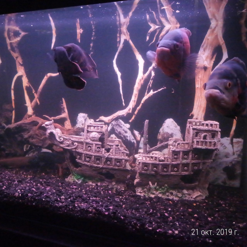 изображение_viber_2019-10-24_09-43-46