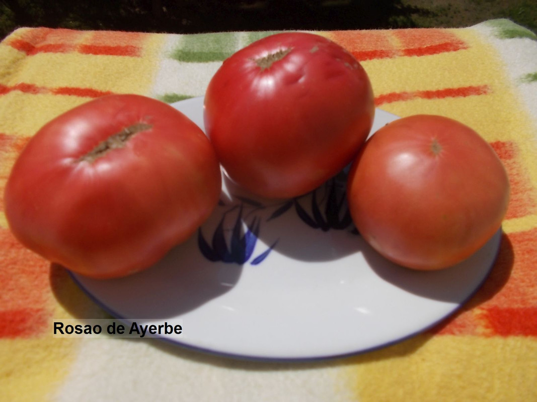 DSCN4303Rosao de Ayerbe