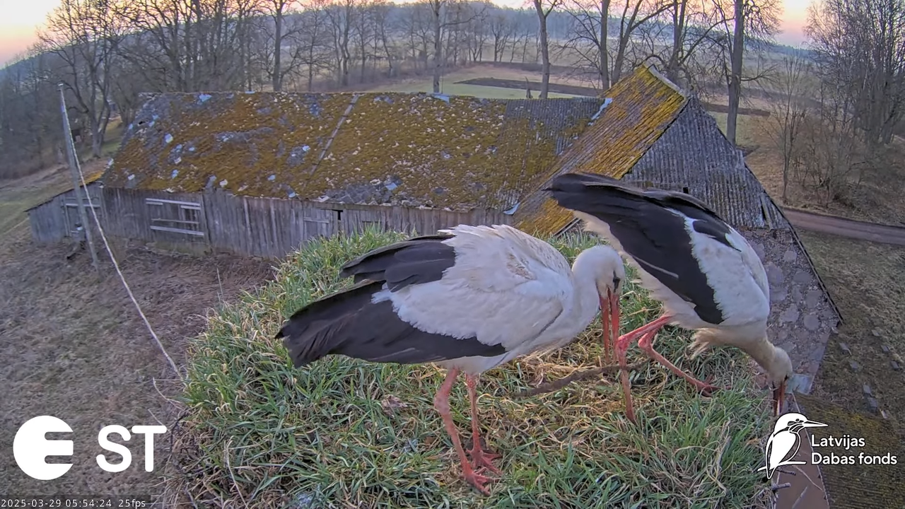 (19) Baltie stārķi (Ciconia ciconia) Tukuma novadā __ White storks in Tukums, Latvia - YouTube - 574