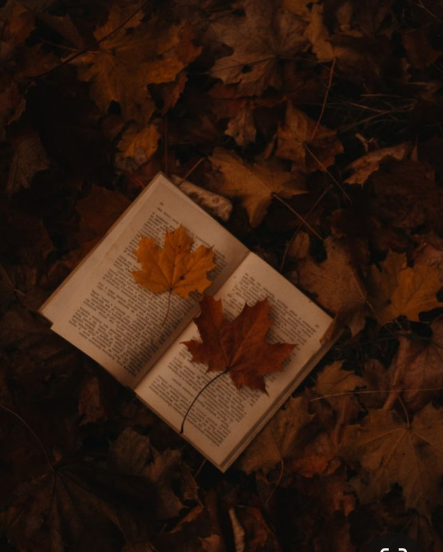 Screenshot_20231128_175813_Pinterest