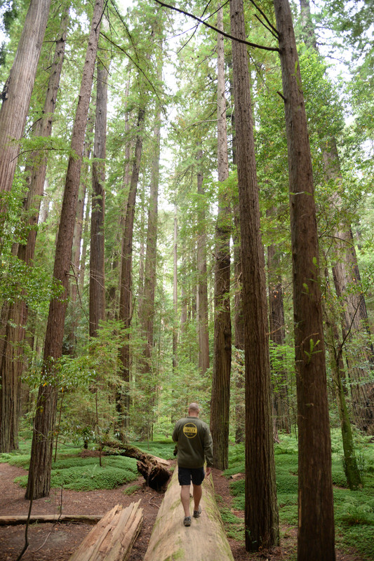 Árboles gigantes, fuegos y volcanes extintos - Oregon y California norte (2018) - Blogs de USA - Rogue River y costa norte de California (29)