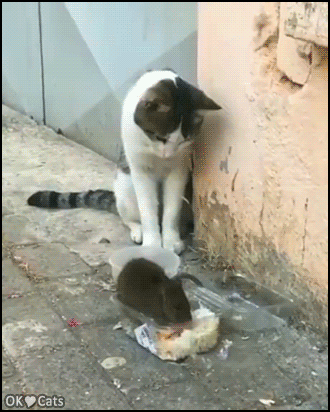 Amazing-Cat-GIF-Rat-doesnot-want-to-share-food-with-hungry-cat-POW-Right-in-the-whiskers-cat-g.gif