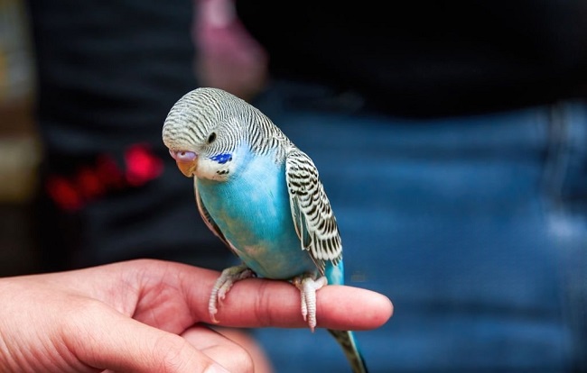 how do you tame a parrot