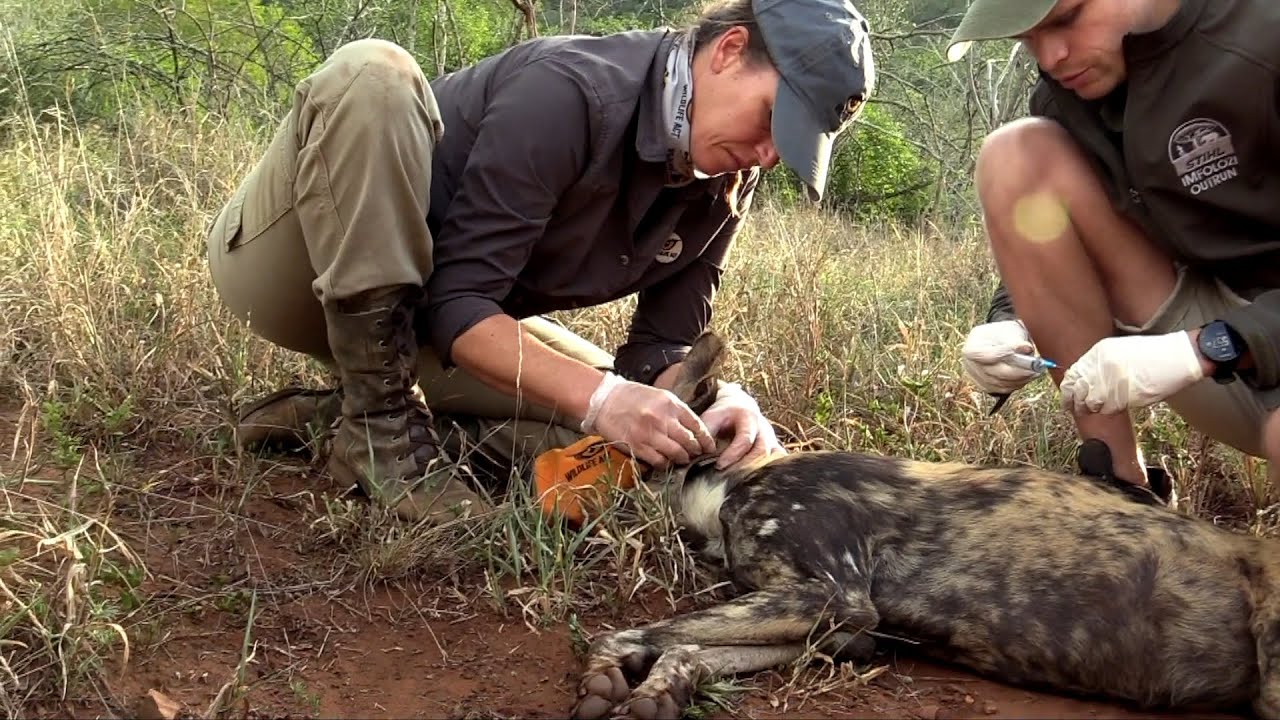 People in Ensuring Wildlife