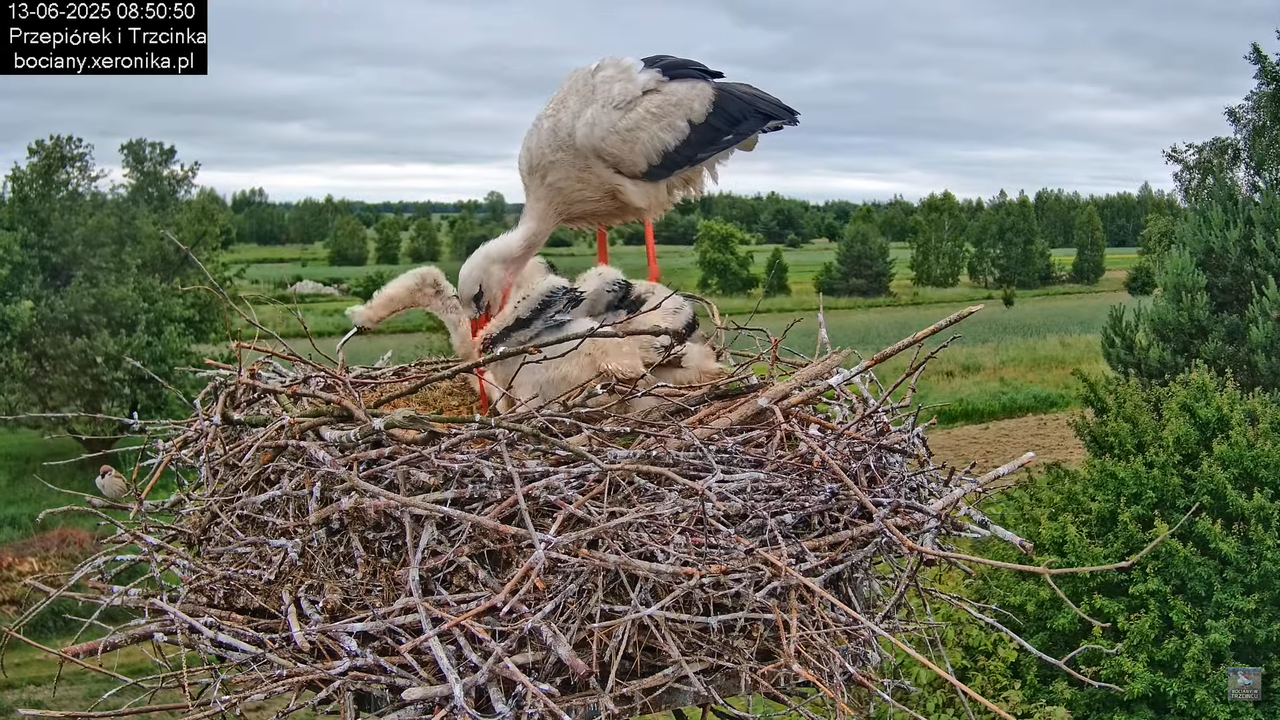 13062025bociany22