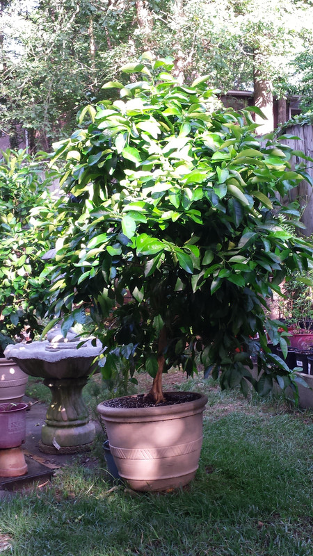 lime tree june3