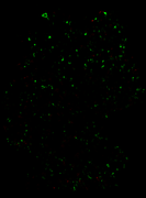 202601_diff_vf_5g