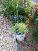 2023-06-09 New lavender for expansion [2]