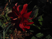 5.2.cemetary flowers II