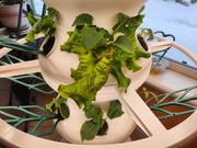 [Image: 20230312-Lto-R-7-8-9-Cuke-Lettuce-Brocco...seeded.jpg]