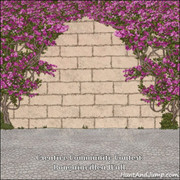 CCC Bougainvillea Wall