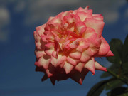 9.4.it appears Rosy has changed IV