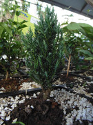 27.15.flower fair XV