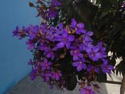 30.5.suburban blooms V