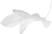 Leaf2