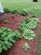 2023-04-28 [3] boxwoods & lavender