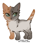 dilute tortoiseshell lynx point