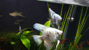 SP/ABC - Vendo casal de acarás bandeira pino azul (+/- 10cm) 20190320-180931