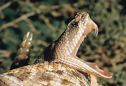 1006735-Crochets-venimeux-dun-crotale.jpg