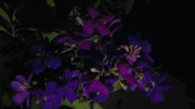 10.1.bad pictures of night flowers I