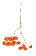 Tangerine-Winter-Kit-118