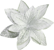 Pointsettia2