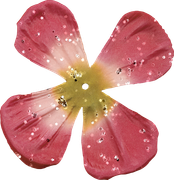 Blossom-Elements-20