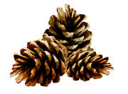 BC-ATaste-Of-Winter-El-46