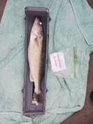 [Image: 20230610-201454.jpg]